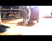 Kitten jump reach toy fail landing bright