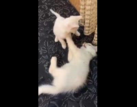 Collab PLC - Two white kittens play fight on bed