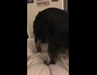 Large black dog takes his time to make sure bed is perfect 