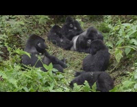 Black gorilla punches hits baby gorilla zoo 