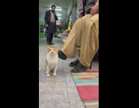 Man pets cat with foot 