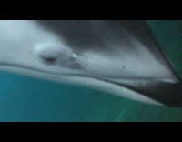 Dolphin stays on the glass near the filmer