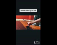 Brown white dog steps fresh black paint 