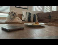 Fruit snack challenge white dog food plate 