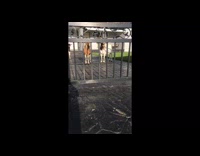 German shepherd dog barks at three goats 