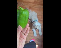 Dog on floor want green bell pepper
