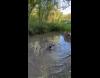 Baby geese takes splashy bath at puddle