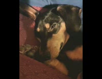 Black brown dog sleeps to Can you feel the love tonight lion king song