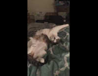 Collab BitchMP - Cat bed relaxing funny position