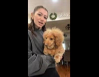Woman shows fluffy and chunky wiener dog