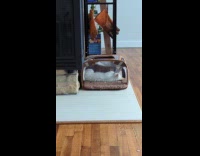 Kitten sneaks up to sibling on pet carrier