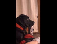 Dog watching horror movie with scared look