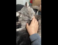 Cat licks hand of owner slow motion
