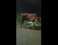 Dog drink milk from cow udder night