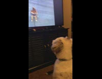Pet dog barks at other dogs at the television