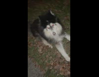 Collar breaks and sets husky dog free 