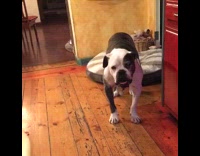 Black and White Dog Growls and Shakes In Front of Bed