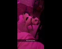 Dog dancing to Ariana Grandes break free