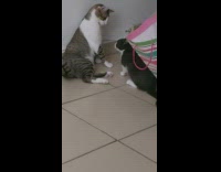 Striped cat hits black cat with paw 