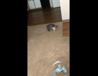 Collab KaleSaladIG - Cat plays fetch with toy plush mouse