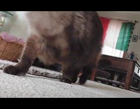 Gray cat walk towards camera on floor