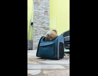 Pug Jumps inside Pet Bag for Stroll Outside
