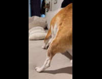 Dog laying down growls and scratch couch