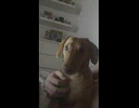 brown dog howling along with sound of other dog howls