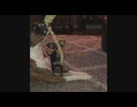 Two dogs fighting boxer chihuahua brown dog walks away small dog bites big dog by genitals 