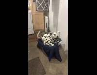 Dog sits on warm blanket from dryer