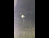 Spider make web home night backyard tree