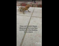 Lost bearded dragon reappears a year later