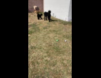 Puppy want to play with black dog backyard
