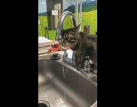 Grey cat drinks water from sink faucet 