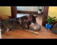 Dog use cat lay on floor as headrest