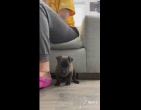 Collab BitchMP - Dog barks tries to fight camera phone 