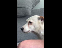 Stupid big fat eyes dog barks