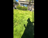 Woman amazed by neighbors no mow grass