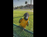 Parrot I believe I can fly