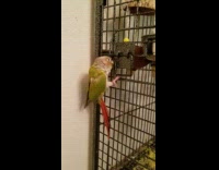 Parrot banging the handle of cage repeatedly