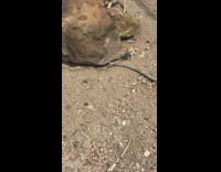 Newborn meerkat digs on the ground at the zoo