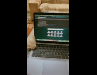 Collab ZarSubmissions - Cat Reaches to Mans Laptop and Hits Keyboard