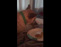 Dog eats pancake from plate