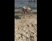 white dog shaking off water in slow mo 