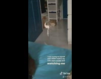 Cats in room stare at girl in bed sniffle cry