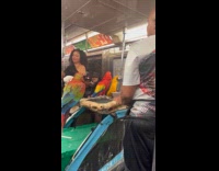 Cockatoo and macaw parrots in subway train