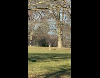 Guy dances in park alone 