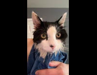 Cat wrapped in blue towel after bath 