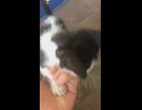 Black white kitten blue welcome mat girl 