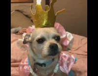 dog wearing crown on its head